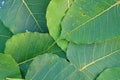 Sacred fig leaves Royalty Free Stock Photo