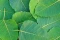 Sacred fig leaves Royalty Free Stock Photo