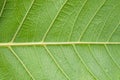 Sacred fig leaves texture Royalty Free Stock Photo