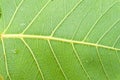 Sacred fig leaves texture Royalty Free Stock Photo