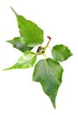 Sacred fig(peepal) leaves