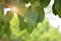 Sacred fig, photi tree, Bodhi leaf, sunlight