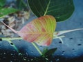 Sacred fig plant leaf with red and green colour and water droplets on glass