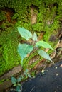 Sacred fig tree emerging from a wall. Uttarakhand India Royalty Free Stock Photo