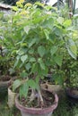 Sacred fig tree on farm for harvest Royalty Free Stock Photo