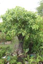 Sacred fig tree on farm Royalty Free Stock Photo