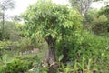 Sacred fig tree on farm Royalty Free Stock Photo