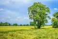 Sacred fig trees