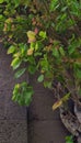 Ayurvedic and religious sacred fig tree with yellow green foliage