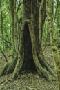 Sacred forest mawphlang