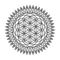 Sacred geometry flower of life circle vector mandala coloring book