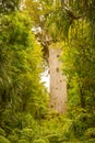 Sacred giant kauri tree called Tane Mahute