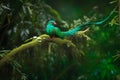Sacred Green Bird from Savegre in Panama