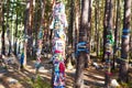 The sacred grove of Buddhists. Multicolored ribbons on the trunks of pine trees.