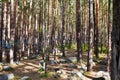 The sacred grove of Buddhists. The trunks of pine trees are tied ribbons