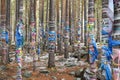 Sacred Grove of tears. Zalaal - tapes, tied to the trees. Arshan village, Buryatia Royalty Free Stock Photo