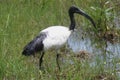 Sacred Ibis