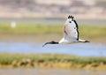 Sacred Ibis