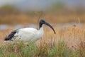 Sacred Ibis Royalty Free Stock Photo