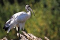 Sacred ibis Royalty Free Stock Photo