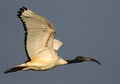 Sacred Ibis Royalty Free Stock Photo