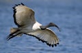 Sacred ibis Royalty Free Stock Photo