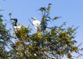 Sacred Ibis bird with chick in Mimosa tree in Montagu, South Africa - Mom and baby