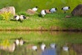 Sacred Ibis birds