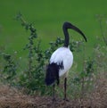 Sacred Ibis in a field in Northern Italy