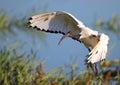 Sacred Ibis in flight Royalty Free Stock Photo