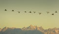 Sacred Ibis in flight at the Alp Mountains Royalty Free Stock Photo