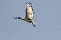Sacred Ibis flying in backlight Royalty Free Stock Photo