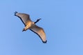 Sacred Ibis flying through the blue sky Royalty Free Stock Photo