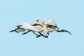 Sacred Ibis flying in sync Royalty Free Stock Photo