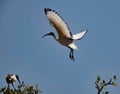 Sacred ibis in full flight Royalty Free Stock Photo