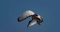 Sacred ibis in full flight Royalty Free Stock Photo