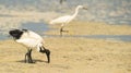 A Sacred Ibis helping a Little Egret