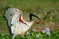 Sacred ibis, Lake Naivasha, Kenya Royalty Free Stock Photo