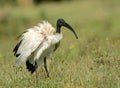 Sacred ibis, Lake Naivasha, Kenya Royalty Free Stock Photo