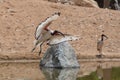 A Sacred Ibis landing showing off  its beautiful white and red wings against a sandy background near a pond Threskiornis Royalty Free Stock Photo