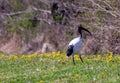 The sacred ibis lives in southeastern Iraq and sub-Saharan Africa, where it frequents a wide variety of environments, while prefer