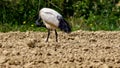 The sacred ibis is a pelecaniform of the Treschiornitid family. He lives in sub-Saharan Africa, Iraq and former Egypt, a country w