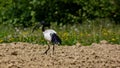 The sacred ibis is a pelecaniform of the Treschiornitid family. He lives in sub-Saharan Africa, Iraq and former Egypt, a country w