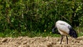 The sacred ibis is a pelecaniform of the Treschiornitid family. He lives in sub-Saharan Africa, Iraq and former Egypt, a country w