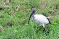 Sacred ibis, Queen Elizabeth National Park, Uganda Royalty Free Stock Photo