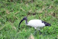 Sacred ibis, Queen Elizabeth National Park, Uganda Royalty Free Stock Photo