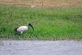 Sacred ibis, Queen Elizabeth National Park, Uganda Royalty Free Stock Photo