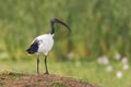 Sacred Ibis - Threskiornis aethiopicus Royalty Free Stock Photo