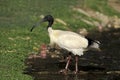 Sacred ibis, Threskiornis aethiopicus