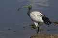 Sacred ibis, Threskiornis aethiopicus